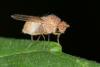 Minettia plumicornis